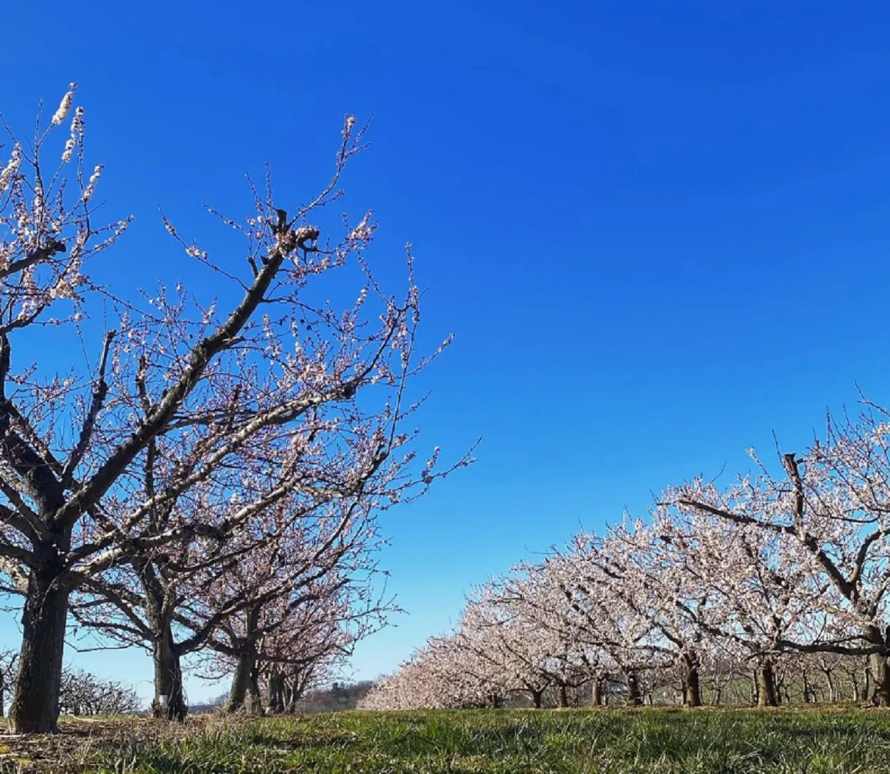Cherry Hill Orchards