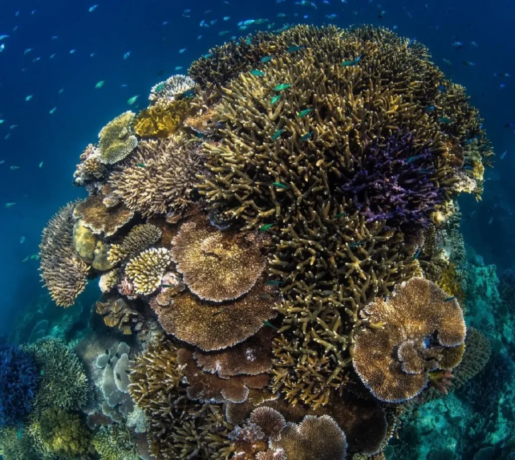 How long is the Great Barrier Reef