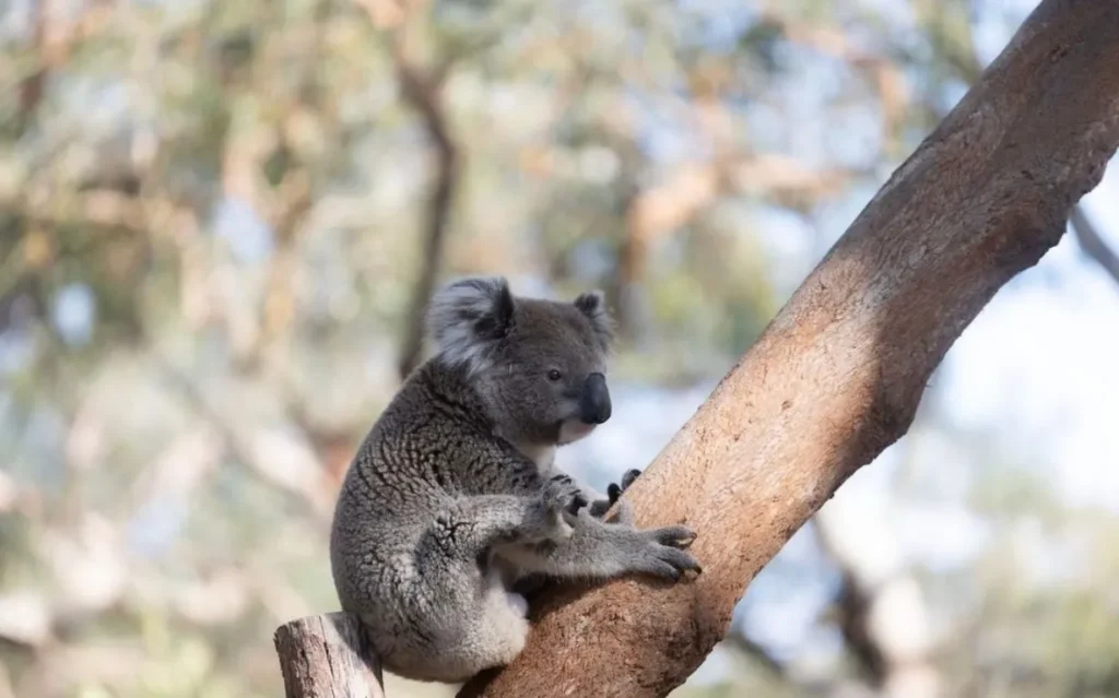 Port Macquarie Koala Sanctuary