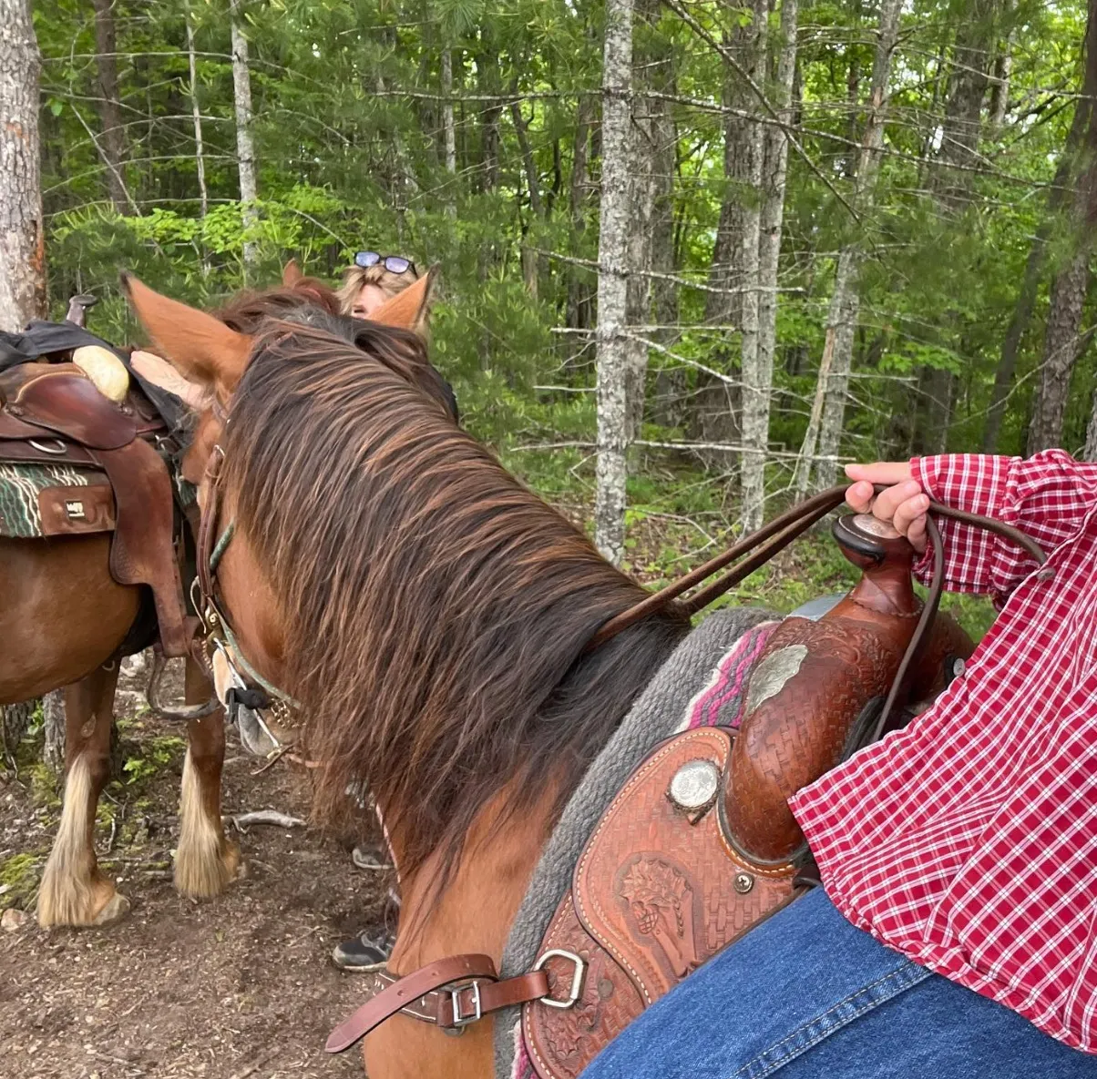 Horseback Riding Trails and Experiences in the Blue Mountains