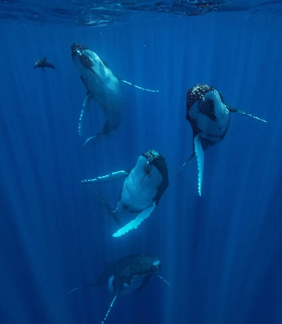 Humpback Whales