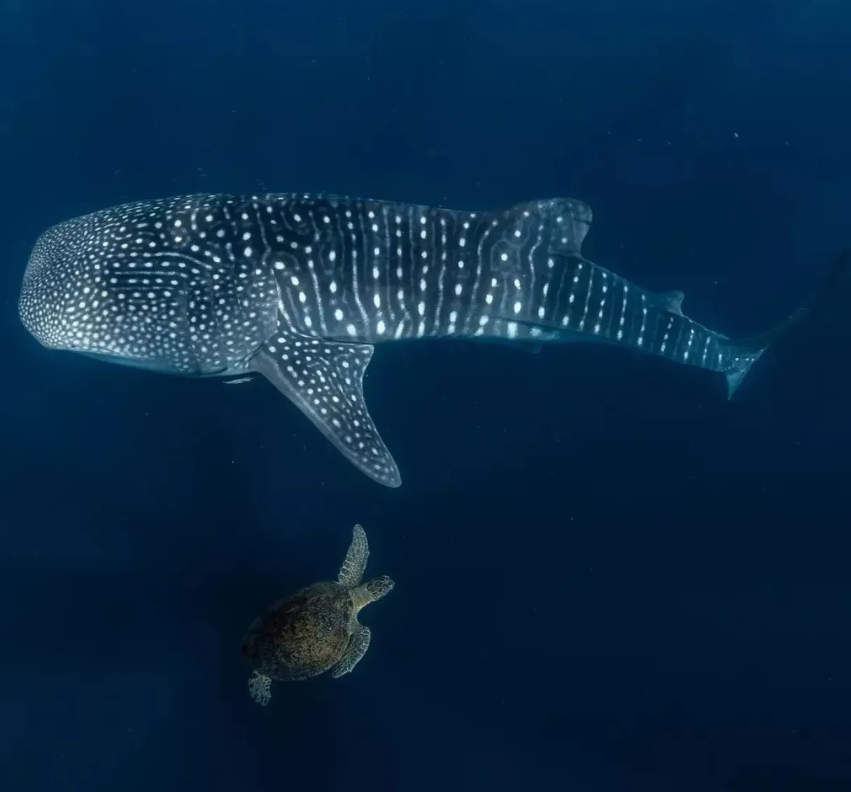 Ningaloo Marine Park
