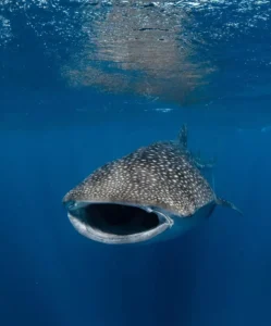 Wildlife Watching in Exmouth