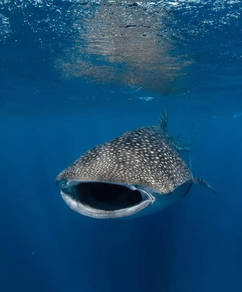 Wildlife Watching in Exmouth