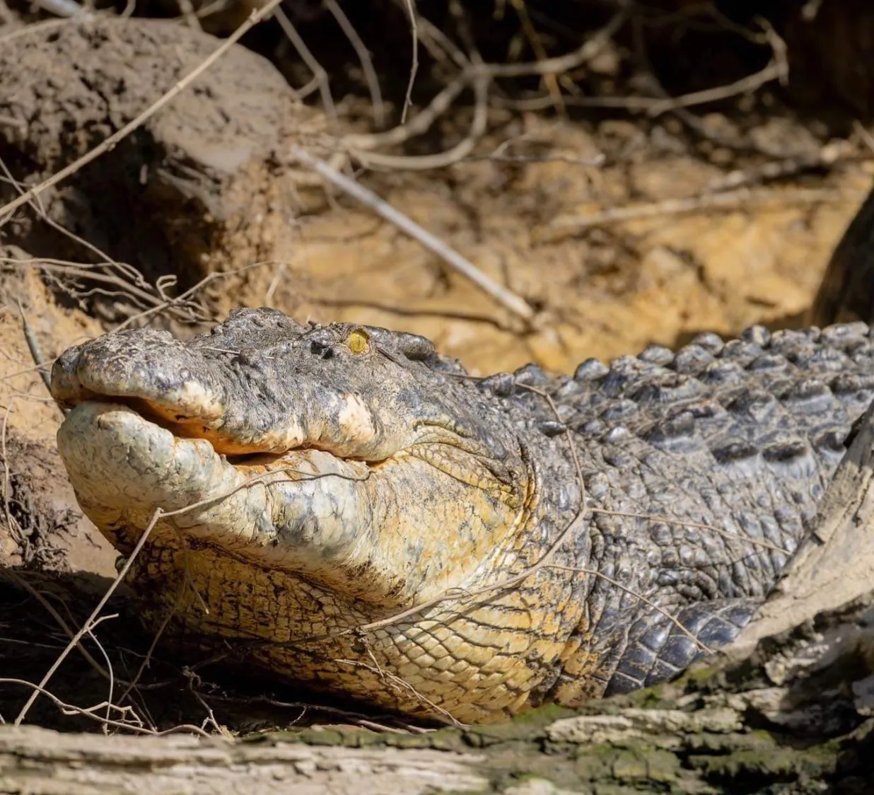 saltwater crocodiles