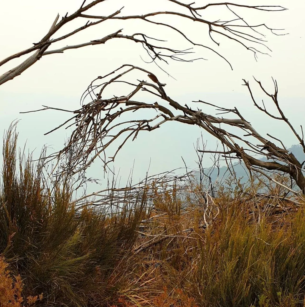 Narrow Neck Lookout