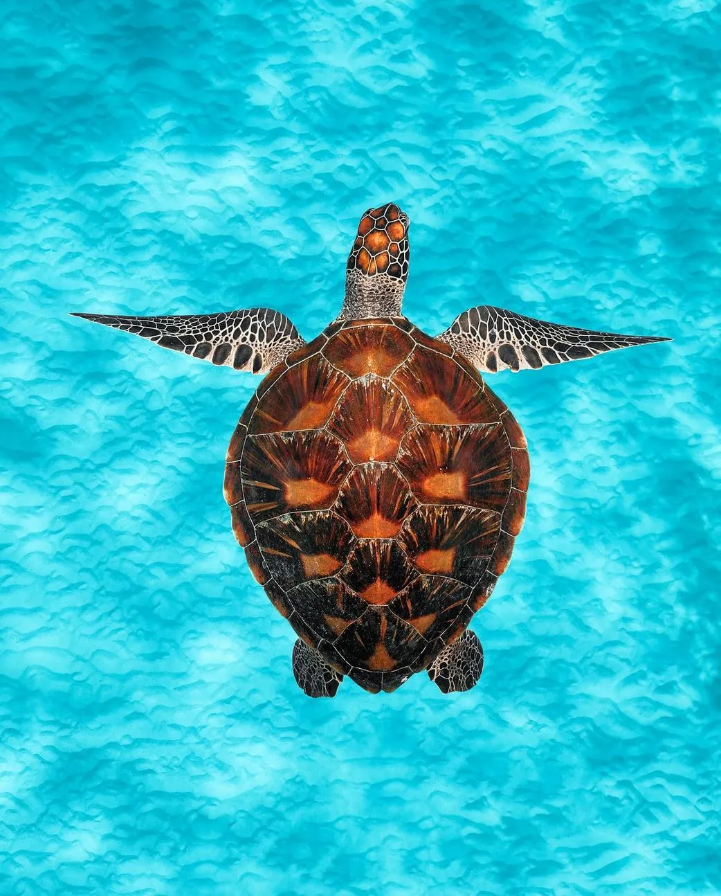 Great Barrier Reef Tours