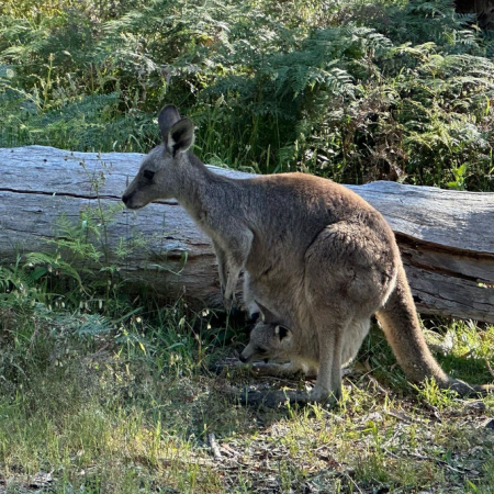 things to do in great ocean road
