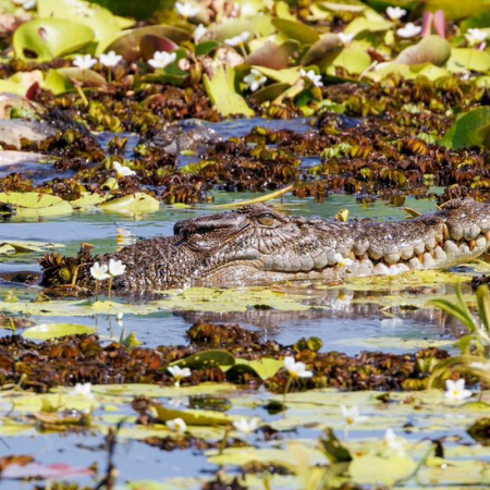 darwin croc tours
