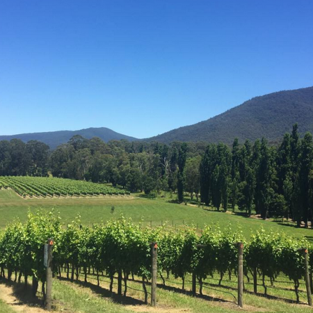 things to do in the yarra valley