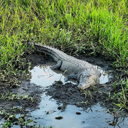 adelai river croc tours