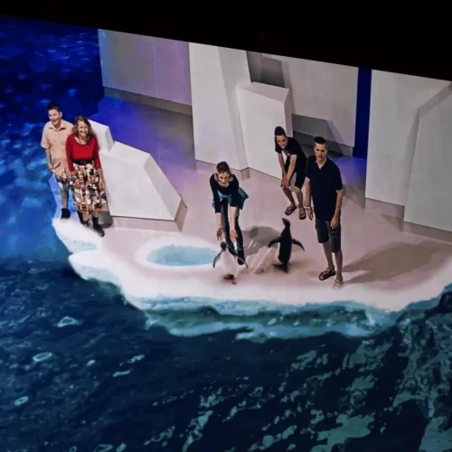 Melbourne penguin tour