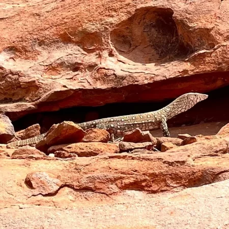 ayers rock tours from alice springs