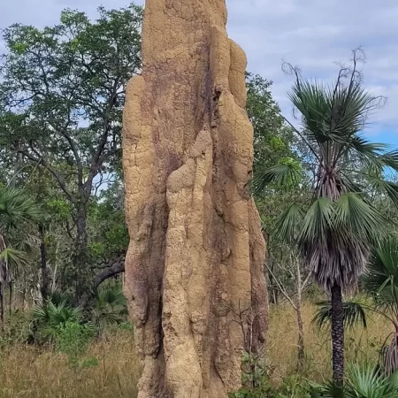 darwin litchfield tours