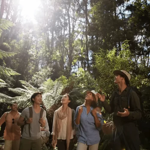 great ocean road bus tour