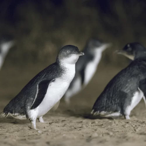 phillip island day tour melbourne