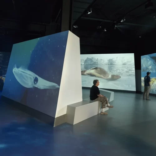 phillip island one day tour