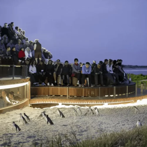 phillip island penguin tour