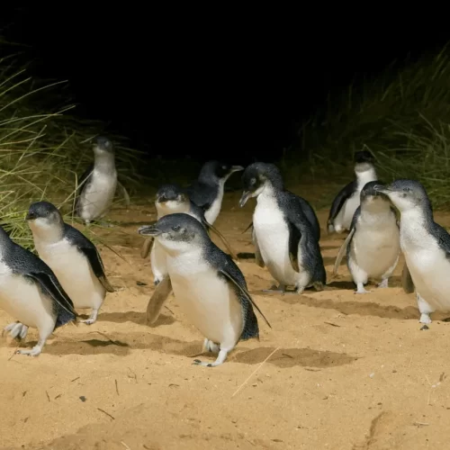 phillip island penguin tours